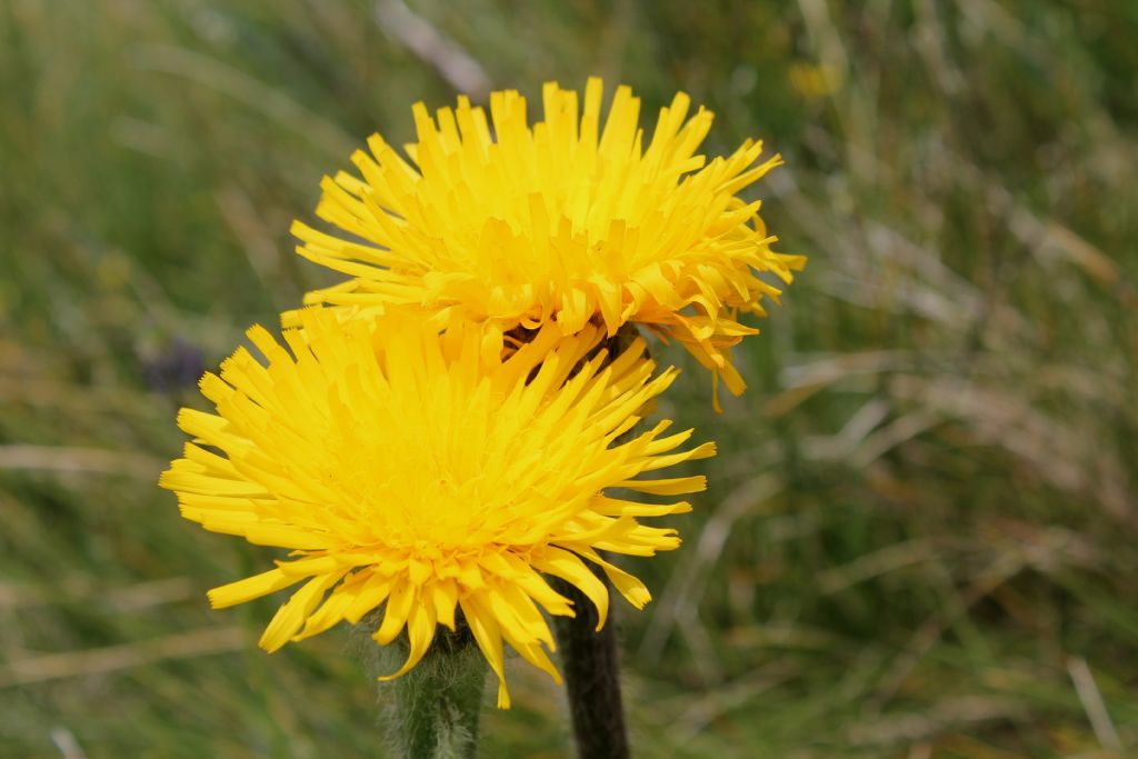 Hypochaeris uniflora / Costolina alpina